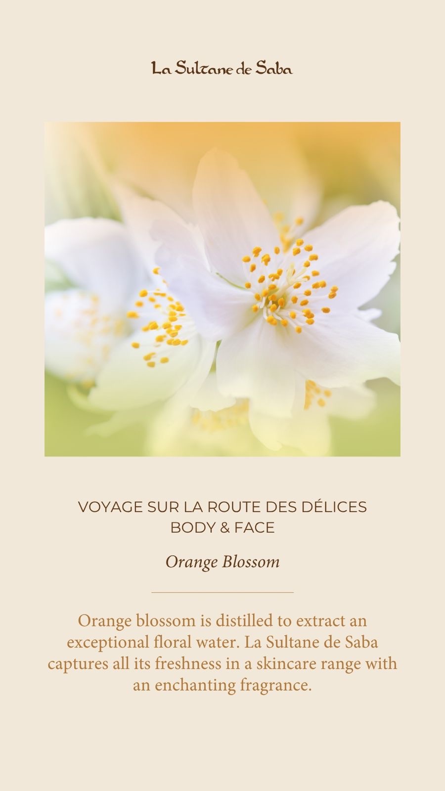 Orange Blossom